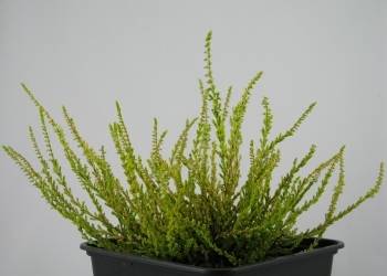 Calluna vulgaris  'Blazeaway'