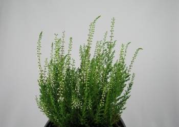 Calluna vulgaris  'Corries White'