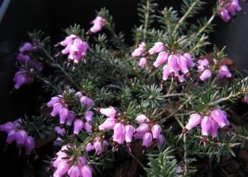 Erica carnea  'Queen Mary'