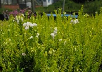 Erica cinerea  'Celebration'