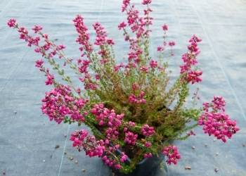 Erica cinerea  'Lady Skelton'