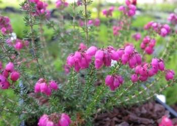 Erica cinerea  'Rosita'