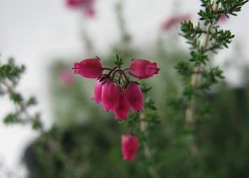 Erica cinerea  'Sherry'