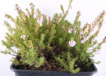 Erica darleyensis  'Darley Dale'