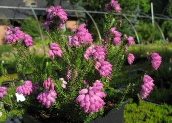 Erica mackaiana  'Galicia'