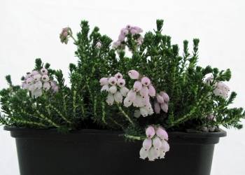 Erica tetralix  'Curled Roundstone'