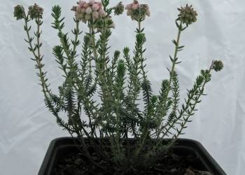 Erica tetralix  'Hookstone Pink'