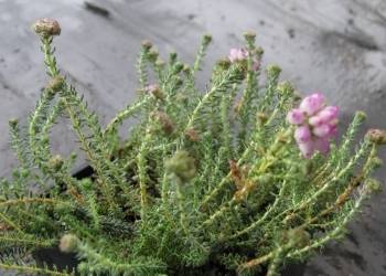 Erica tetralix  'Pink Star'