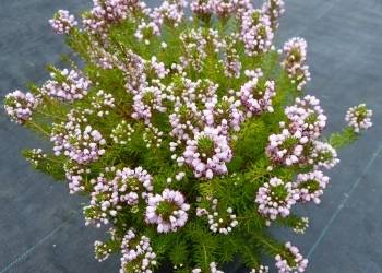 Erica vagans  'Holden Pink'