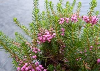 Erica vagans  'Mrs. D.F. Maxwell'